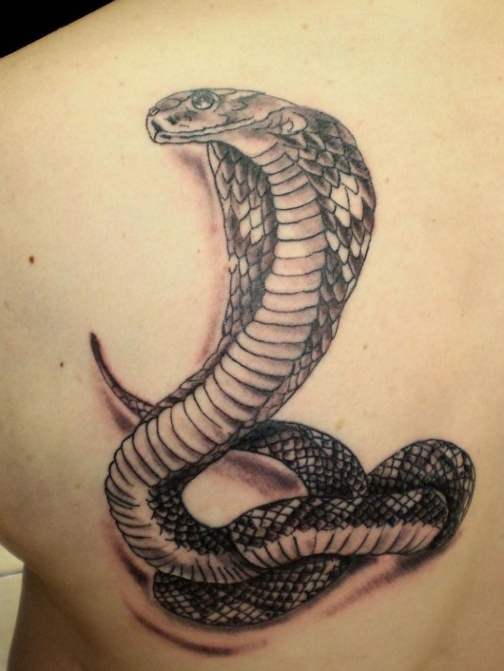 Татуировка змея на плече - 74 фото 45 Татуировка змея на плече - 74 фото 45 тату